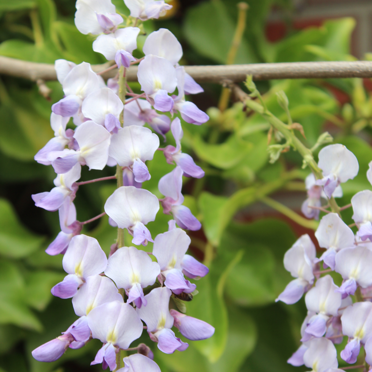 Blauregen 'Domino/Issai' (Wisteria floribunda 'Domino/Issai') - Weiß - sommergrün - winterhart | Bild 1