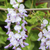 Blauregen 'Domino/Issai' (Wisteria floribunda 'Domino/Issai') - Weiß - sommergrün - winterhart | Bild 1