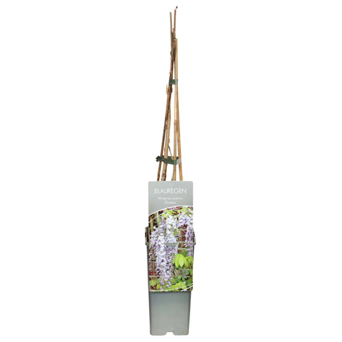 Blauregen 'Domino/Issai' (Wisteria floribunda 'Domino/Issai') - Weiß - sommergrün - winterhart | Bild 2