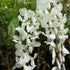 Blauregen 'Longissima Alba' (Wisteria floribunda 'Longissima Alba') - Weiß - winterhart - bienenfreundlich | Bild 1