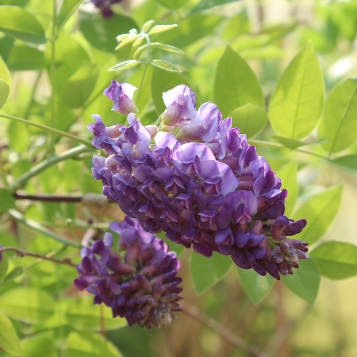 Blauregen 'Longwood Purple' (Wisteria frutescens 'Longwood Purple') - Violett - sommergrün - winterhart | Bild 1