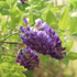 Blauregen 'Longwood Purple' (Wisteria frutescens 'Longwood Purple') - Violett - sommergrün - winterhart | Bild 1