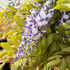 Blauregen 'Macrobotrys' (Wisteria floribunda 'Macrobotrys') - Violett - winterhart - bienenfreundlich | Bild 1