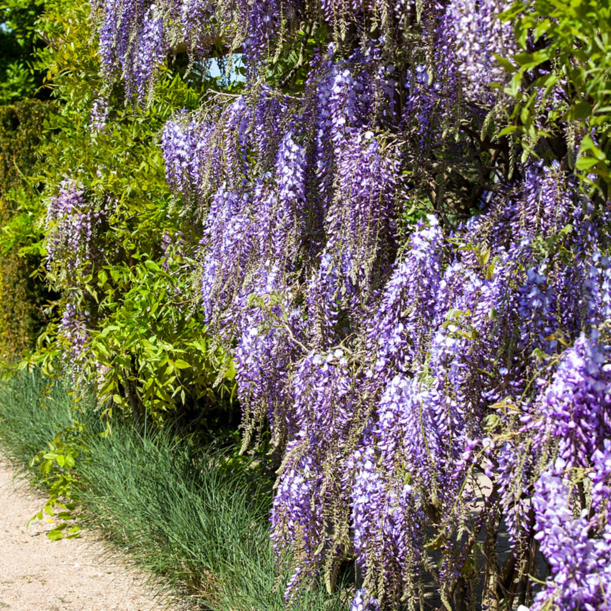 Blauregen 'Macrobotrys' (Wisteria floribunda 'Macrobotrys') - Violett - winterhart - bienenfreundlich | Bild 2