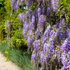 Blauregen 'Macrobotrys' (Wisteria floribunda 'Macrobotrys') - Violett - winterhart - bienenfreundlich | Bild 2