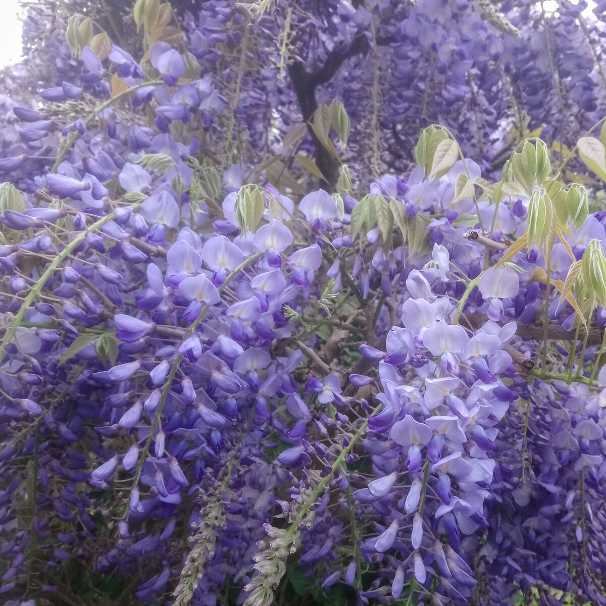 Blauregen 'Prolific' (Wisteria sinensis 'Prolific') - Weiß - sommergrün - winterhart | Bild 1