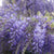 Blauregen 'Prolific' (Wisteria sinensis 'Prolific') - Weiß - sommergrün - winterhart | Bild 2