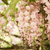 Blauregen 'Rosea' (Wisteria floribunda 'Rosea') - Rosa - winterhart - bienenfreundlich | Bild 1