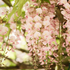 Blauregen 'Rosea' (Wisteria floribunda 'Rosea') - Rosa - winterhart - bienenfreundlich | Bild 1