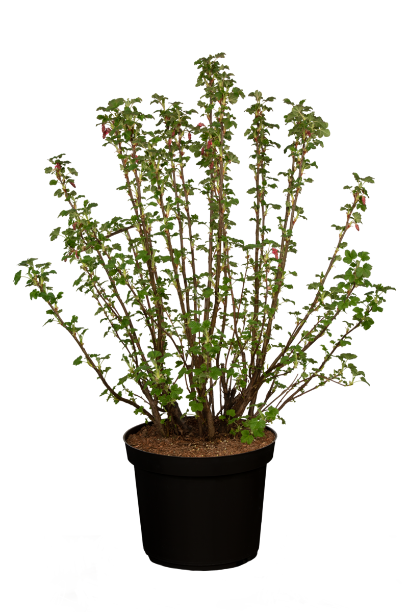 Blutjohannisbeere 'King Edward' (Ribes sanguineum 'King Edward') - Rosa - sommergrün - winterhart - bienenfreundlich | Bild 2