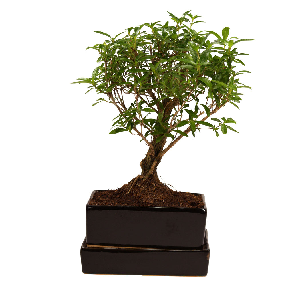 Bonsai-Serissa im Keramiktopf mit Wasserspeicher (Serissa) - Schwarz - immergrün | Bild 1