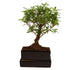 Bonsai-Serissa im Keramiktopf mit Wasserspeicher (Serissa) - Schwarz - immergrün | Bild 1