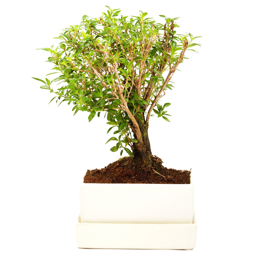 Bonsai-Serissa im Keramiktopf mit Wasserspeicher (Serissa) - Weiß - immergrün | Bild 1