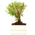 Bonsai-Serissa im Keramiktopf mit Wasserspeicher (Serissa) - Weiß - immergrün | Bild 1
