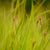 Braune Segge 'Honeymoon' (Carex brunnea 'Honeymoon') - Grün | Bild 1