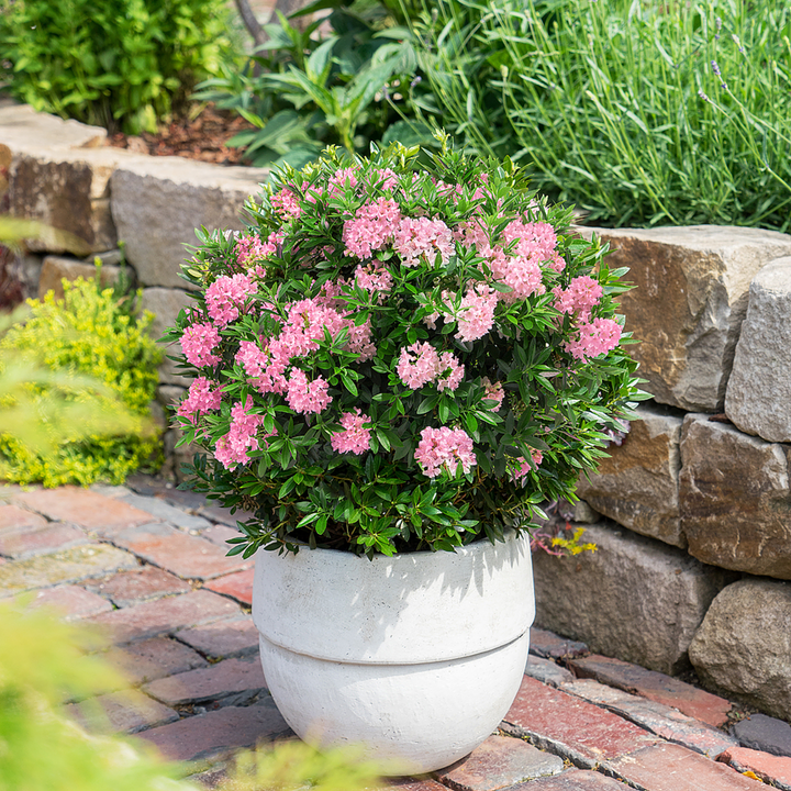 Buchsbaum-Ersatz Bloombux®, 5er-Set (Rhododendron micranthum 'Bloombux®') - Violett - immergrün - winterhart | Bild 3