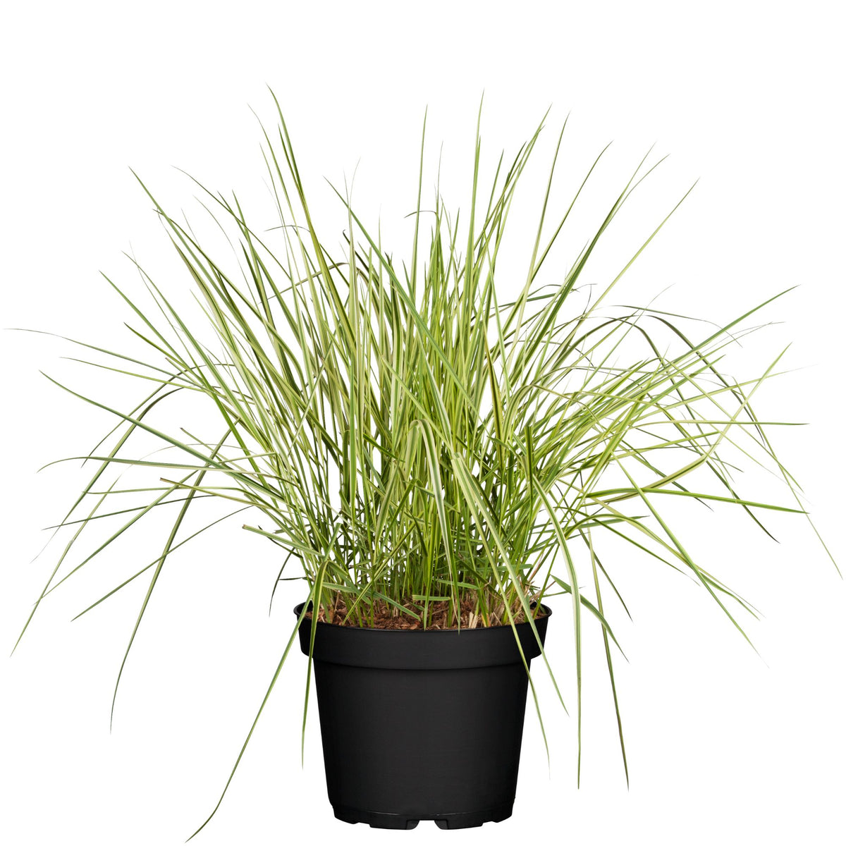 Buntes Reitgras 'Overdam' (Calamagrostis acutiflora 'Overdam') - Bunt - winterhart | Bild 1