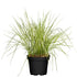 Buntes Reitgras 'Overdam' (Calamagrostis acutiflora 'Overdam') - Bunt - winterhart | Bild 1