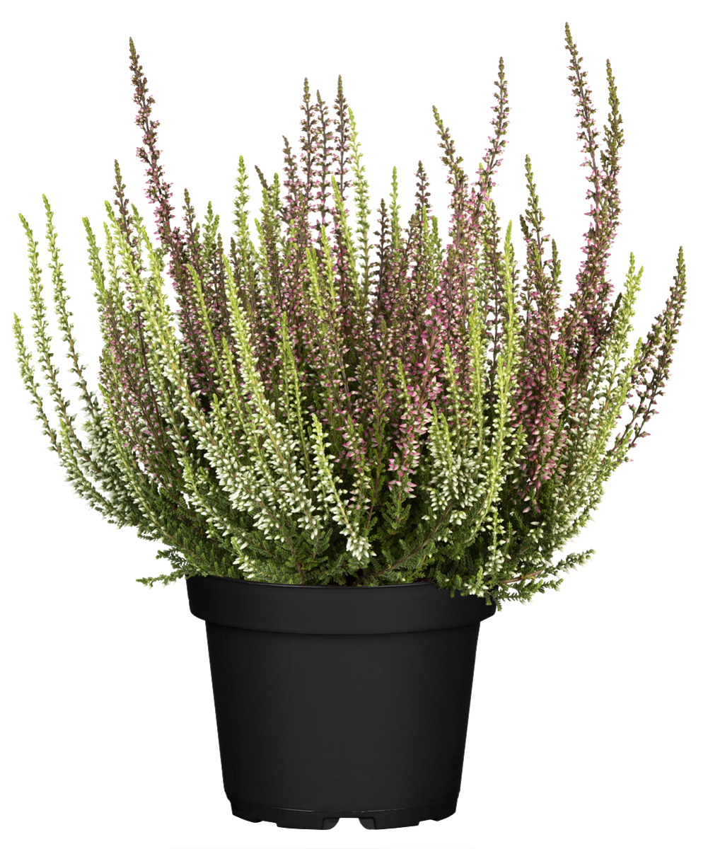 Calluna 'Twin Gardengirls®'-Weiß (Calluna vulgaris 'Twin Gardengirls®') - Rot - winterhart | Bild 2
