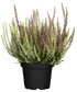Calluna 'Twin Gardengirls®'-Weiß (Calluna vulgaris 'Twin Gardengirls®') - Rot - winterhart | Bild 2