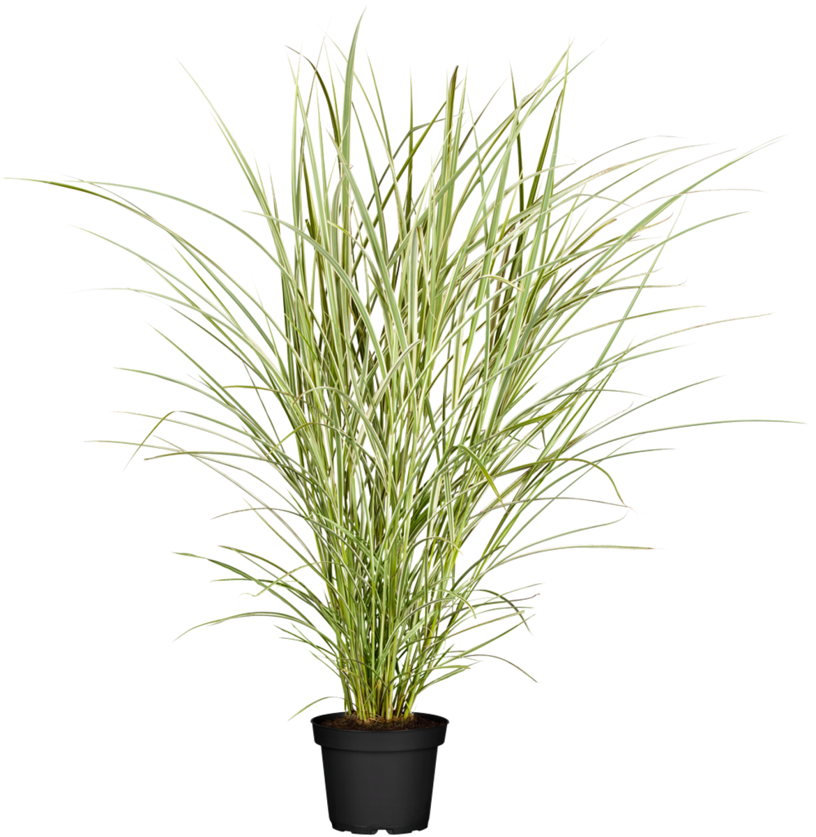 Chinaschilf 'Cabaret' (Miscanthus sinensis 'Cabaret') - Grün - winterhart | Bild 1
