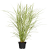 Chinaschilf 'Cabaret' (Miscanthus sinensis 'Cabaret') - Grün - winterhart | Bild 1