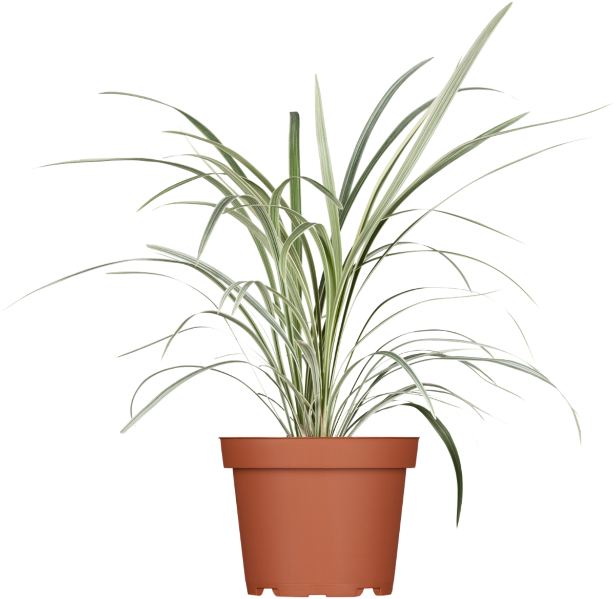 Chinaschilf 'Cosmopolitan' (Miscanthus sinensis 'Cosmopolitan') - Grün - winterhart | Bild 1