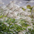 Chinaschilf 'Ferner Osten' (Miscanthus sinensis 'Ferner Osten') - Rot - winterhart | Bild 1