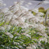 Chinaschilf 'Ferner Osten' (Miscanthus sinensis 'Ferner Osten') - Rot - winterhart | Bild 1
