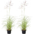 Chinaschilf 'Flamingo' 2er-Set (Miscanthus sinensis 'Flamingo') - Grün - winterhart | Bild 1