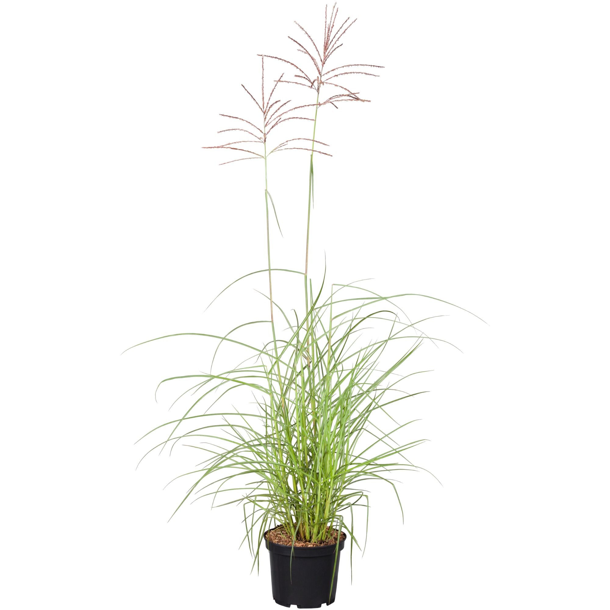 Chinaschilf 'Flamingo' (Miscanthus sinensis 'Flamingo') - Grün - sommergrün - winterhart | Bild 1