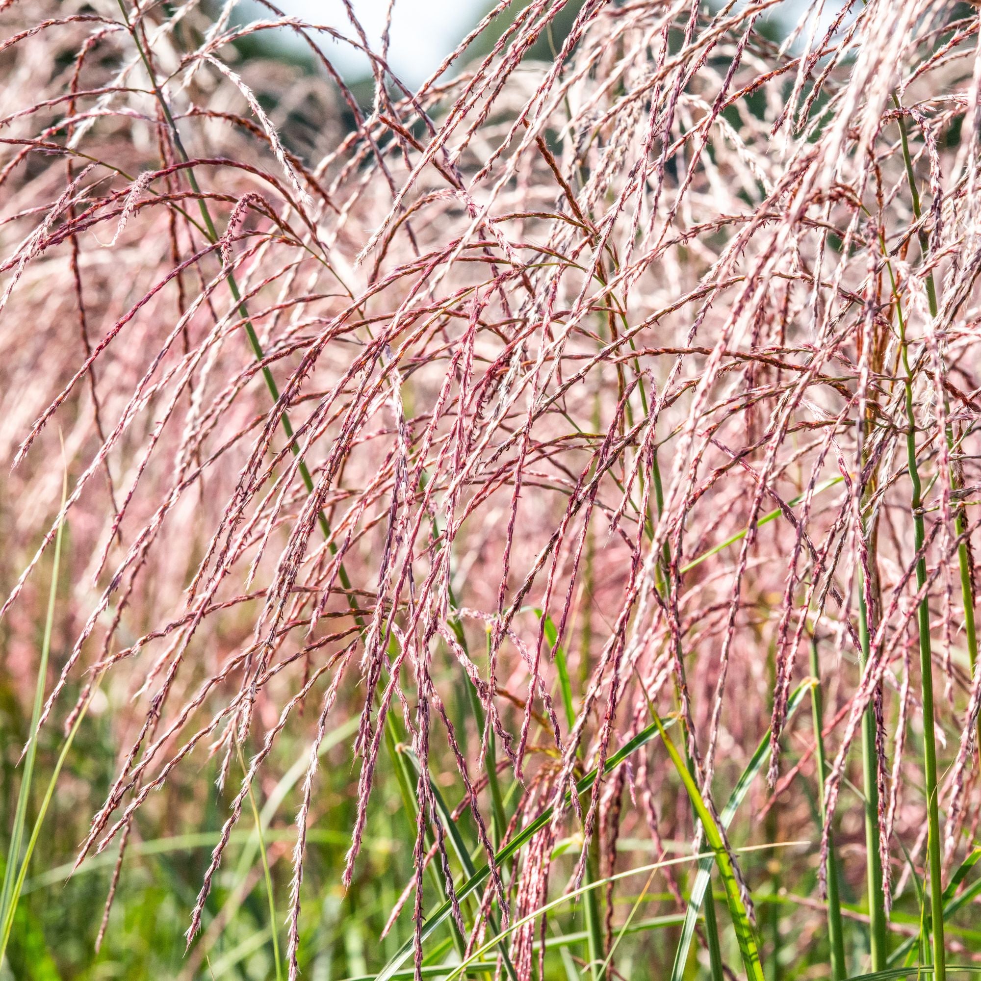 Chinaschilf 'Flamingo' (Miscanthus sinensis 'Flamingo') - Grün - sommergrün - winterhart | Bild 2