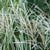 Chinaschilf 'Hermann Müssel' (Miscanthus sinensis 'Hermann Müssel') - Weiß | Bild 2