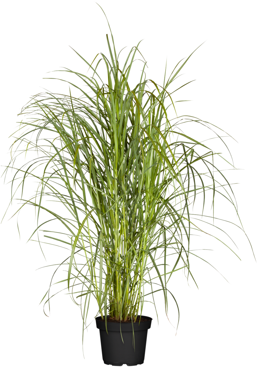 Chinaschilf 'Rotsilber' (Miscanthus sinensis 'Rotsilber') - Grün - winterhart | Bild 1