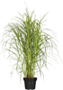 Chinaschilf 'Rotsilber' (Miscanthus sinensis 'Rotsilber') - Grün - winterhart | Bild 1