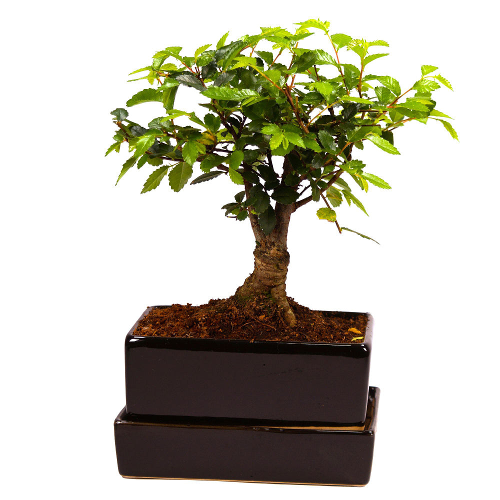 Chinesische Ulme im Keramiktopf mit Wasserspeicher (Ulmus parvifolia) - Schwarz - sommergrün - winterhart | Bild 1