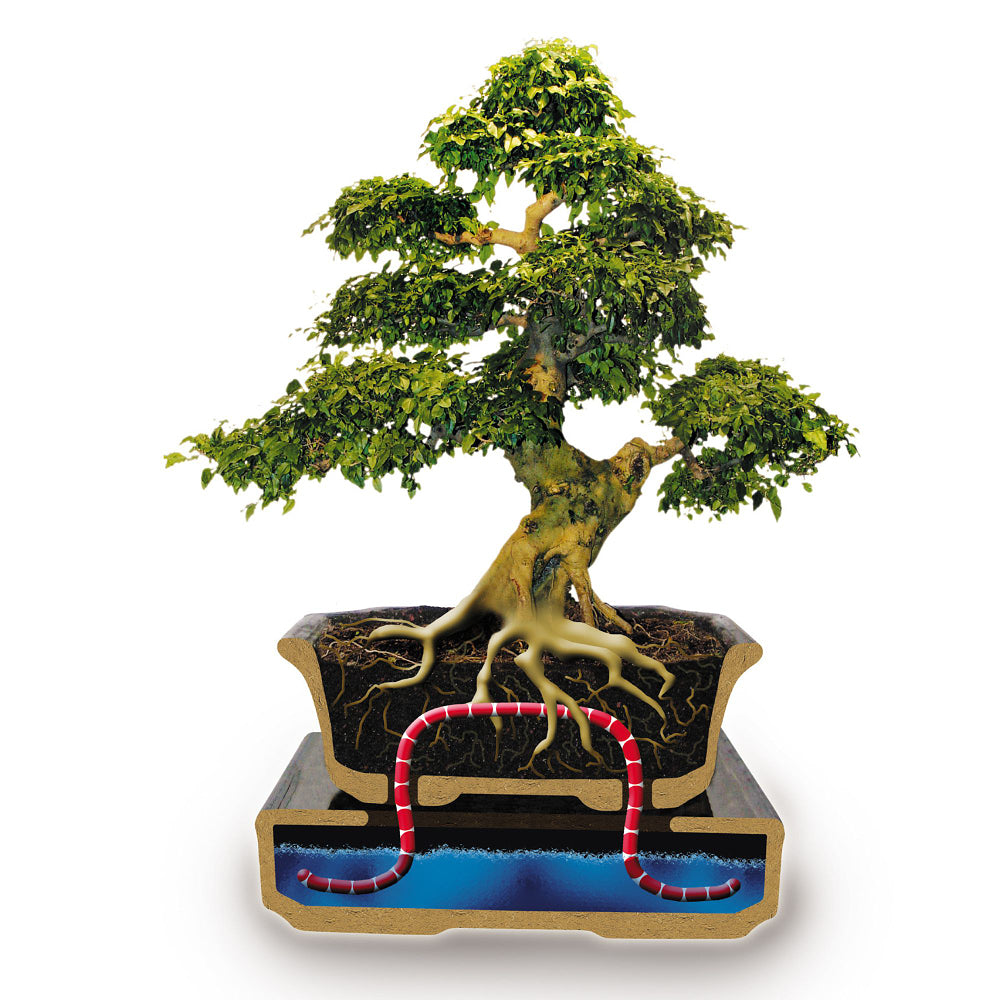 Chinesische Ulme im Keramiktopf mit Wasserspeicher (Ulmus parvifolia) - Schwarz - sommergrün - winterhart | Bild 2