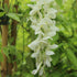 Chinesischer Blauregen 'Alba' (Wisteria sinensis 'Alba') - Weiß - winterhart | Bild 1