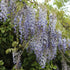 Chinesischer Blauregen (Wisteria sinensis) - Blau - winterhart | Bild 1