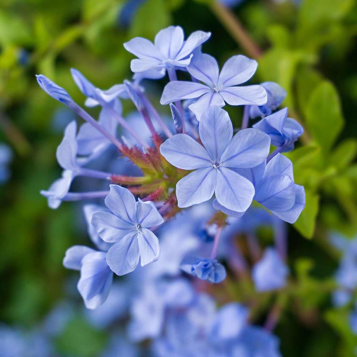 Chinesischer Bleiwurz (Ceratostigma plumbaginoides) - Blau - winterhart | Bild 1