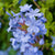 Chinesischer Bleiwurz (Ceratostigma plumbaginoides) - Blau - winterhart | Bild 1