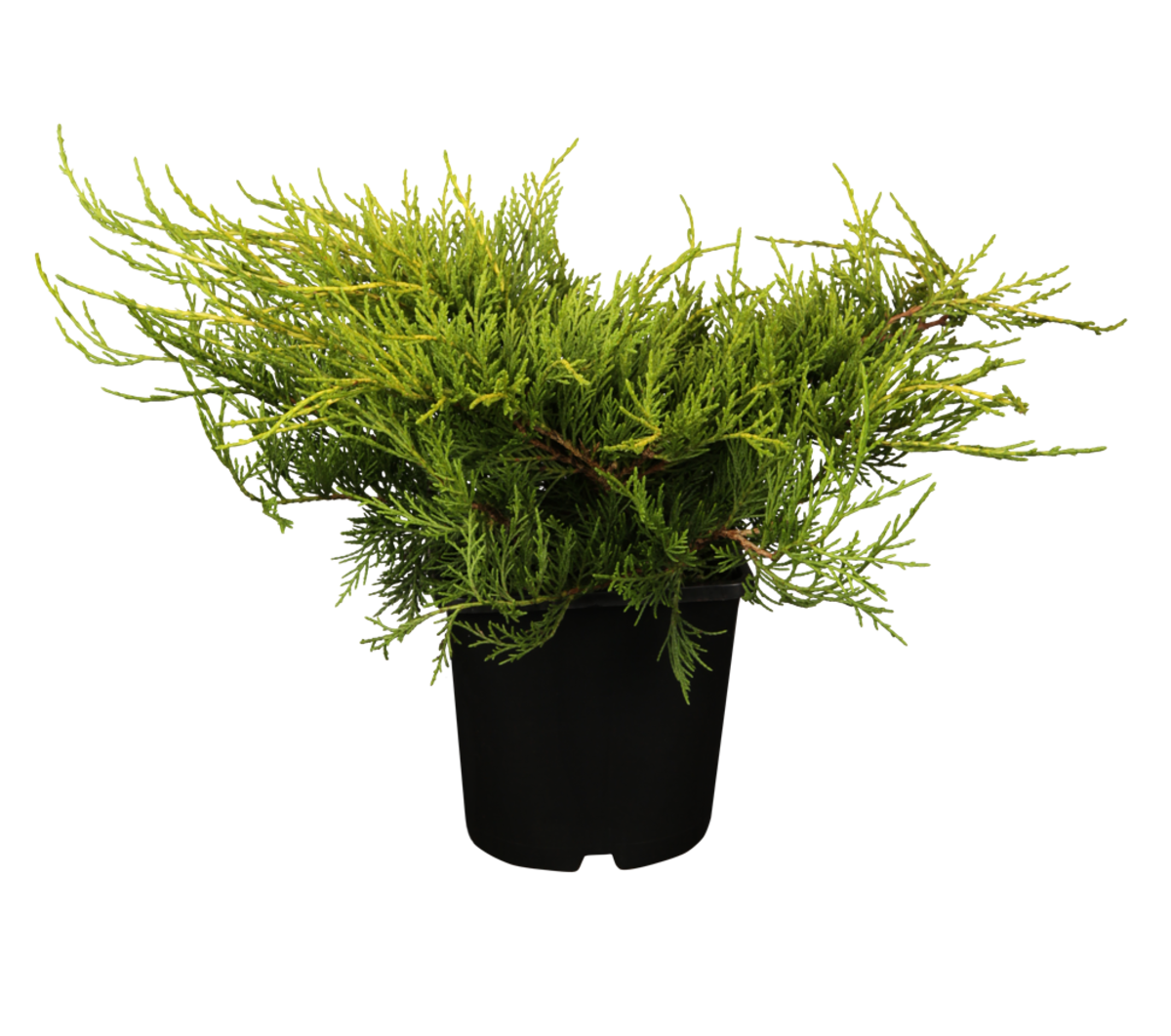 Chinesischer Goldwachholder "Old Gold" (Juniperus chinensis 'Old Gold') - Gelb - winterhart | Bild 1