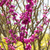 Chinesischer Herzblattbaum 'Avondale' (Cercis canadensis 'Avondale') - Violett - sommergrün - winterhart | Bild 1