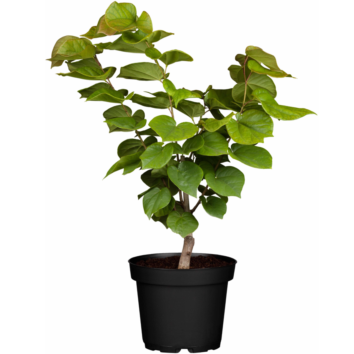 Chinesischer Herzblattbaum 'Avondale' (Cercis canadensis 'Avondale') - Violett - sommergrün - winterhart | Bild 2