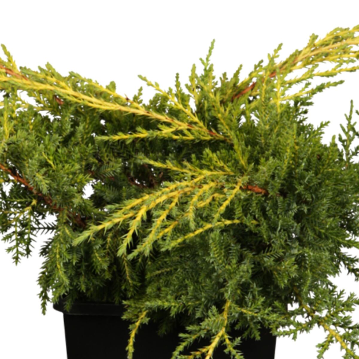 Chinesischer Wacholder 'Goldstar' (Juniperus chinensis 'Goldstar') - Grün - immergrün - winterhart | Bild 1