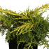Chinesischer Wacholder 'Goldstar' (Juniperus chinensis 'Goldstar') - Grün - immergrün - winterhart | Bild 1