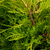 Chinesischer Wacholder 'Old Gold' (Juniperus chinensis 'Old Gold') - Gelb - immergrün - winterhart | Bild 1