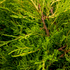Chinesischer Wacholder 'Old Gold' (Juniperus chinensis 'Old Gold') - Gelb - immergrün - winterhart | Bild 1