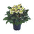 Christrose 'HGC® Snow Dance' (Helleborus Hybriden 'HGC® Snow Dance') - Weiß - immergrün - winterhart | Bild 1