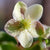 Christrose 'ViV® Valeria' (Helleborus ericsmithii 'ViV® Valeria') - Weiß - immergrün - winterhart | Bild 2